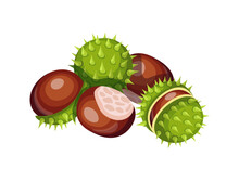 Chestnut Isolated On White Background. Vector Illustration Of A Pile Of Chestnuts Brown And In A Green Shell With Thorns In A Cartoon Style. Chestnut Icon.