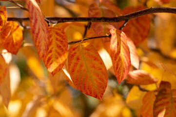 Wall Mural - amelanchier lamarckii shadbush colorful autumnal shrub branches full of beautiful red orange yellow leaves