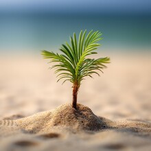 A Small Palm Tree Sitting In The Sand Beach