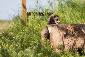 Canvas Print - ferret in the grass