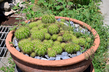 Closeup of Beautiful Green Cactus in a pot in the garden for design and decoration in Thailand.