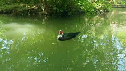 Wall Mural - black duck in the river