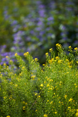 Sticker - Various wild flowers