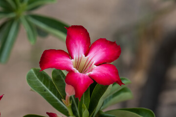 Wall Mural - Impala Lily, Pink Bignonia close up shot.