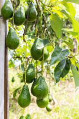 Wall Mural - Avocado tree full of fruit from garden, agriculture industry, ripe green avocado fruit, farming in norht of Thailand