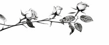 Rose Flower And Leaves Pattern. Botanical Rose, Branch. Black Ink On A White Background. Great For Tattoo, Invitations, Greeting Cards, Decor.