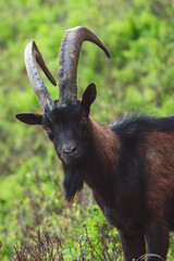 Wall Mural - a portrait of young black-brown goat buck on the green mountain meadow at a summer day