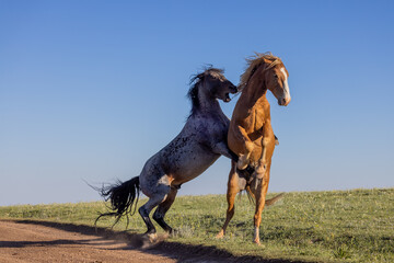 Wall Mural - wild horse stallions fighting in the pryor mountains montana in summer