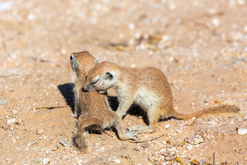 Wall Mural - Round-tailed ground squirrels, Xerospermophilus tereticaudus, displaying affection for each other by kissing and or biting. Cute Sonoran Desert wildlife. Pima County, Tucson, Arizona, USA.