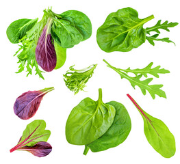 Wall Mural - Salad leaves mix with Spinach leaf With ruccola, radicho   isolated on white background. Salad Collection  top view, flat lay. Creative layout.
