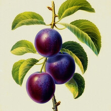 Juicy Blue-purple Plum Fruits On The Tree; Victorian Style Vintage Illustration On Creamy Paper Background