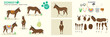 © Louise - Brown Donkey vector collection ready to animate and rig. Multiple poses and angles, farm animals, walking, grazing.