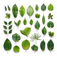 Tropical Different Type Exotic Leaves Set. Jungle Plants. Realistic Isolated On White Background. Tropical Leaves Collection.