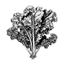 Kale Vector Drawing. Isolated Hand Drawn, Engraved Style Illustration