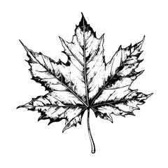 Sticker - maple vector drawing. Isolated hand drawn, engraved style illustration