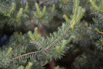 Sticker - Fresh pine cone on branch.