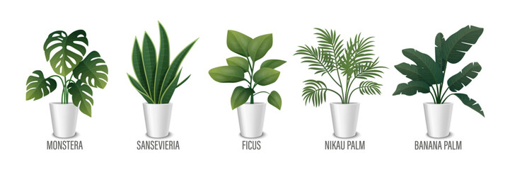 Wall Mural - Vector House Plant in Pot Icon Set - Monstera, Sansevieria, Banana Palm, Ficus, Rhopalostylis, Nikau Palm in Pots Isolated on White. Houseplants Collection, Interior Plants. Vector Illustration