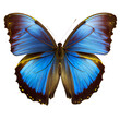 butterfly On a transparent background (png) for decoration projects