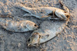 © Michael Carni - Dead fish and bones decompose on the shore of Lake Erie Ohio. Depicting climate change, global warming, and natural disasters