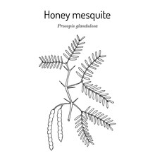 Honey Mesquite (Prosopis Glandulosa), Edible And Medicinal Plant