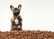 hungry dog, for a big mound of food, created with Generative AI technology
