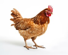 Young Brown Hen Isolated On White Background. Created With Generative AI Technology