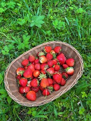 Wall Mural - basket of strawberries on the grass, ripe strawberries harvested on the plot, green grass, juicy fruits, strawberry season