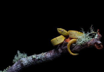 a young snake bothriechis lateralis) resting in a tree branch