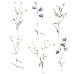 Wall Mural - clipart of meadow and forest flowers watercolor. Campanula patula, little bell, bluebell, rapunzel. Rabelera holostea, stellaria. buttercup, Ranunculus acris, sitfast, spearworts or water crowfoots