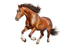 Horse Run Gallop On Transparent Background Png