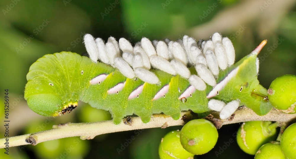 Pawpaw Sphinx caterpillar (Dolba hyloeus) parasitic Tachinid wasp eggs ...