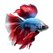 © mr_marcom - Red and blue betta fish isolated - Generative AI