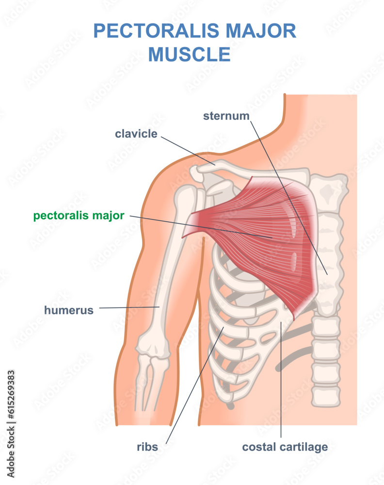 Chest Muscle Function Pectoralis major muscle diagram. Anatomy of human chest with ...