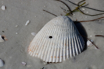 Wall Mural - shell on the beach