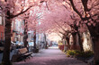 Pink cherry blossom trees next to the sidewalk