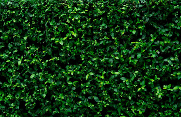Wall Mural - closeup evergreen hedge plants. small green leaves in hedge wall texture background. eco evergreen h