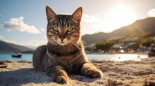 Cool Cat Hanging At The Beach In Sunglasses. Summer Kitty By The Sea. Sunbathing Pet In Shades.