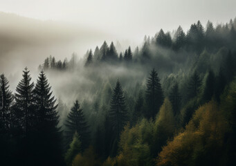 Poster - a foggy forest with fog covering the tops of trees, in the style of landscape-focused