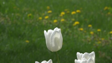 Wall Mural - Blooming white tulips in the garden.