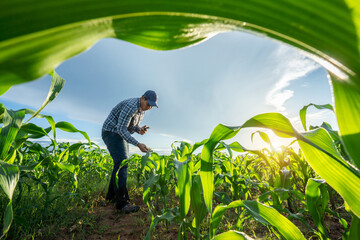 Agriculture of Asian farmer using mobile phone to check fresh green corn's sprouts in soil of maize in spring on the field.