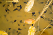 Small growing tadpoles in a frog pond