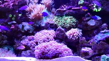 Sea Anemone, Aquarium And Fish Swimming By Coral Reef For Natural Landscape, Environment And Ecology. Nature Background, Underwater And Scenic View Of Tropical, Aquatic Ocean And Wildlife Creatures