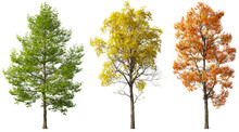 Seasonal Colors Trees Cutout Backgrounds 3d Rendering Png