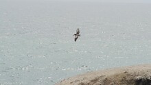 Brown Pelican In Flight Over The Paracas National Reserve At The Coastline Of The Pacific Ocean In Peru.
