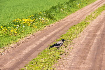 Wall Mural - Hooded crow on the middle of the road