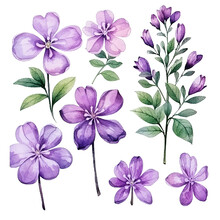 Set Of Purple Lilac Flower Watercolor Isolated Illustration Transparent Background, PNG.