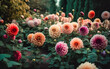 colorful dahlias in a garden with many other flowers