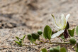 High-angle close-up shot of white flower with leaves, grown on a rock.