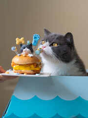 Wall Mural - Handing a british shorthair cat a cake in the shape of a hamburger