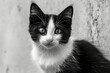 adorable cat against a monochrome wall against a gray background